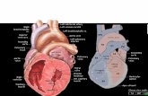 Teoría de la Banda una banda muscular que comienza en la inserción de la arteria pulmonar y termina por debajo de la salida de la aorta, enrollándose.
