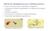 Géneros Streptococcus y Enterococcus Flora normal del tracto respiratorio y digestivo. Cocos gram positivos agrupados en cadenas de longitud variable.