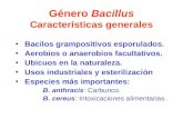 Género Bacillus Características generales Bacilos grampositivos esporulados. Aerobios o anaerobios facultativos. Ubicuos en la naturaleza. Usos industriales.
