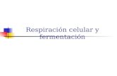 Respiración celular y fermentación. INTRODUCCIÓN La respiración celular es un proceso catabólico que libera energía de los enzimas de la glucosa. Respiración.