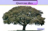 Quercus ilex Encina Encina. Quercus ilex Origen: Región Mediterránea. Origen: Región Mediterránea.