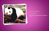 Por: Noren Andrea Rubiano Mosquera 6°2. ¿Qué Son Los Osos panda?  Los Osos Panda son del reino animal, habitan en los fríos y húmedos bosques de bambúes.