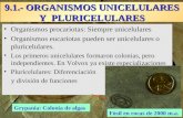 9.1.- ORGANISMOS UNICELULARES Y PLURICELULARES Organismos procariotas: Siempre unicelulares Organismos eucariotas pueden ser unicelulares o pluricelulares.