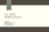 4.2. NIVEL MORFOLÓGICO Lingüística Materia básica. Curso 1º Filosofía y Letras Universidad de Cádiz.