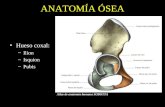 Hueso coxal: –Ilion –Isquion –Pubis ANATOMÍA ÓSEA Atlas de anatomía humana SOBOTTA.