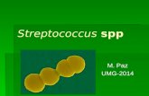 Streptococcus spp M. Paz UMG-2014. Streptococcus spp Gr. streptos = bobina, retorcido  Anaerobios facultativos  Cocos Gram (+) en cadenas y en parejas.