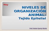 Hoy NIVELES DE ORGANIZACIÓN ANIMAL: Tejido Epitelial.