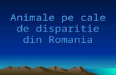 Animale pe cale de disparitie din Romania