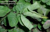 A burgonya betegségei levélsodródás (Potato leaf roll virus)