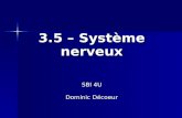 3.5 – Système nerveux