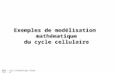 Exemples de modélisation  mathématique du cycle cellulaire