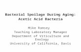 Bacterial Spoilage During Aging:  Acetic Acid Bacteria Mike Ramsey Teaching Laboratory Manager