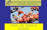 ציפורי בר בחצר בישראל