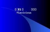 第 31 章    黄病毒 flavivirus