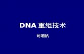 DNA 重组技术 刘湘帆