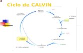 Ciclo de CALVIN