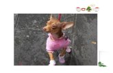 台灣第一個狗狗演唱團體「三狗組」 首張 自製 自唱 音樂專輯