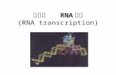 第六章    RNA 转录 ( RNA transcription )