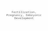 Fertilization, Pregnancy, Embryonic Development