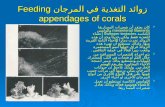 زوائد التغذية في المرجان  Feeding appendages of corals