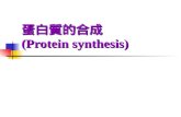蛋白質的合成 ( Protein synthesis)