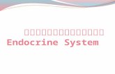ระบบต่อมไร้ท่อ Endocrine System