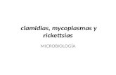 clamidias,  mycoplasmas  y  rickettsias