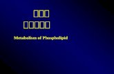 第三节       磷脂的代谢 Metabolism of Phospholipid