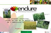 Les plantes invasives: étude de cas de la maîtrise de l’ambroisie en France France