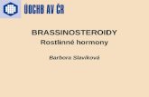 BRASSINOSTEROIDY Rostlinné hormony Barbora Slavíková