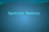Spatial Memory