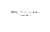 DNS, RNS un proteīnu biosintēze