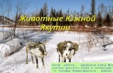 Животные Южной Якутии .