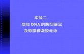 实验二  质粒 DNA 的酶切鉴定 及琼脂糖凝胶电泳