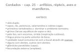 Cordados – cap. 25 – anfíbios, répteis, aves e mamíferos.