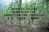 AVANCES DE LOS PROYECTOS DE INVESTIGACIÓN CORPOICA- E.E. CIMPA – MADR