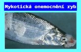 Mykotická onemocnění ryb