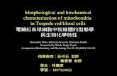 Morphological and biochemical characterization of mitochondria  in Torpedo red blood cells