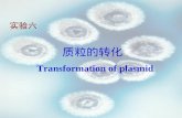 质粒的转化 Transformation of plasmid