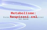 Metabolisme: Respirasi sel