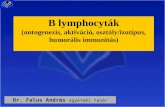B lymphocyták (ontogenezis, aktiváció, osztály/izotípus, humorális immunitás)