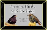 Various Birds and Sayings