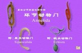 分节的真体腔原口动物 ——  环节动物门 (Annelida)