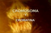 CROMOSOMA Y