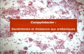 Campylobacter : Bactériémies et résistance aux antibiotiques