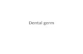 Dental germ