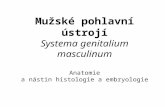 Mužské pohlavní ústrojí Systema genitalium masculinum Anatomie a nástin histologie a embryologie