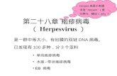 第二十八章 疱疹病毒（ Herpesvirus ）