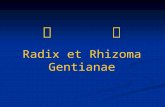 龙      胆 Radix et Rhizoma Gentianae
