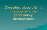 Digestión, absorción  y metabolismo de proteínas y aminoácidos